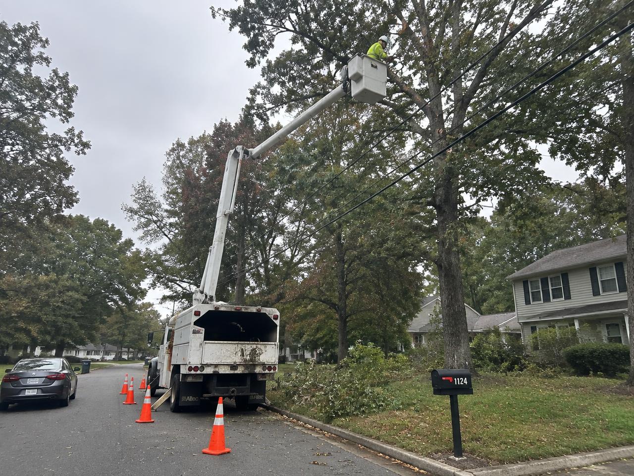 Bucket truck raised into a hardwood canopy for trimming in Cary, NC
