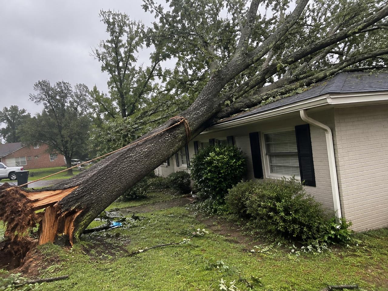 Storm-split oak leaning toward a house roof in Wake County, NC with rigging lines attached