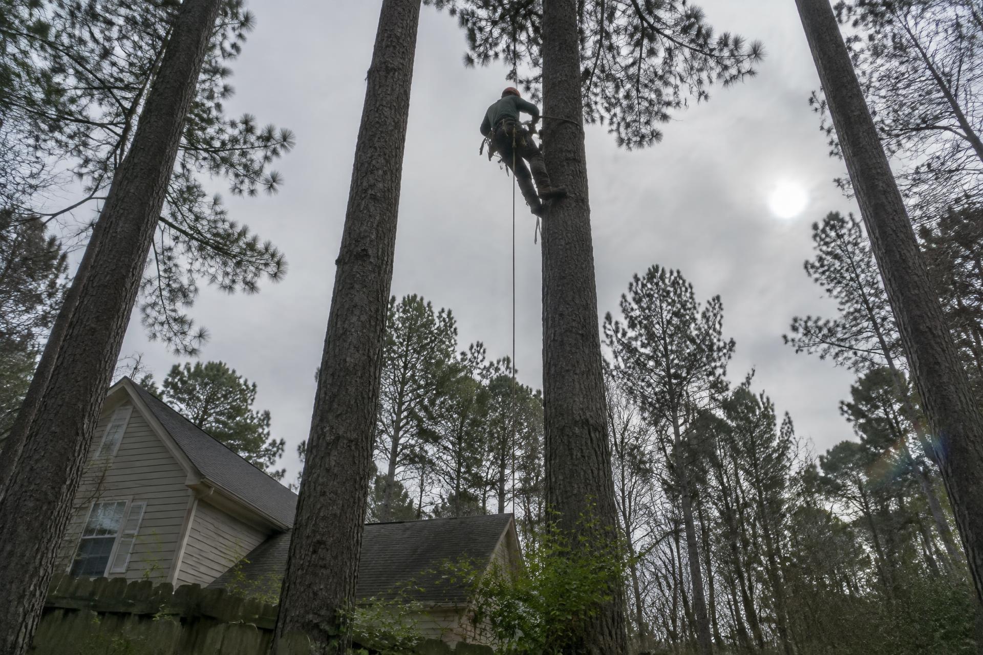 Certified climber roped into a tall loblolly pine above a backyard in Apex, NC