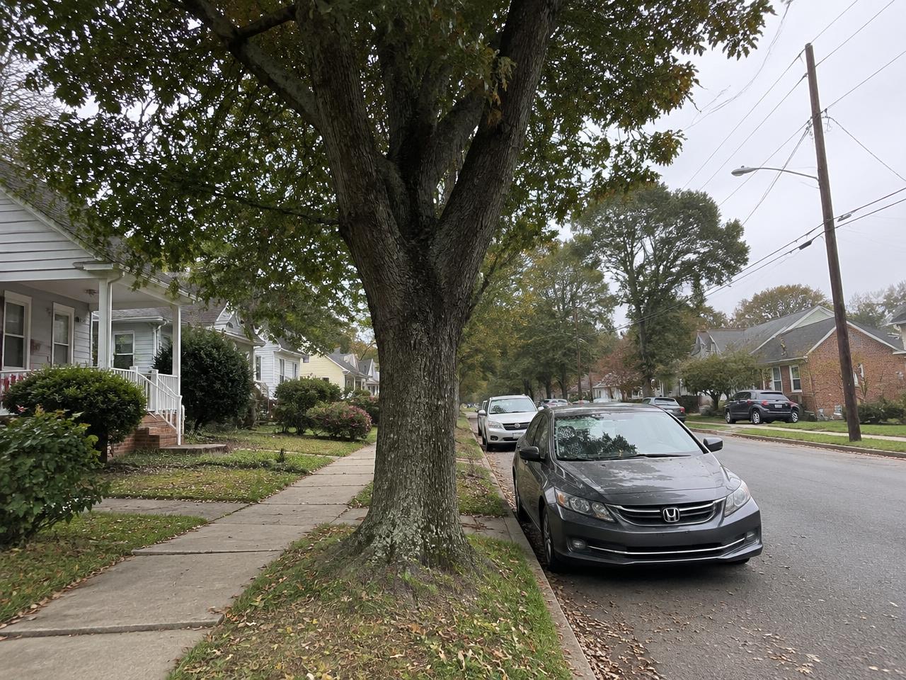 Protected street tree along a sidewalk in a Wake County, NC town neighborhood