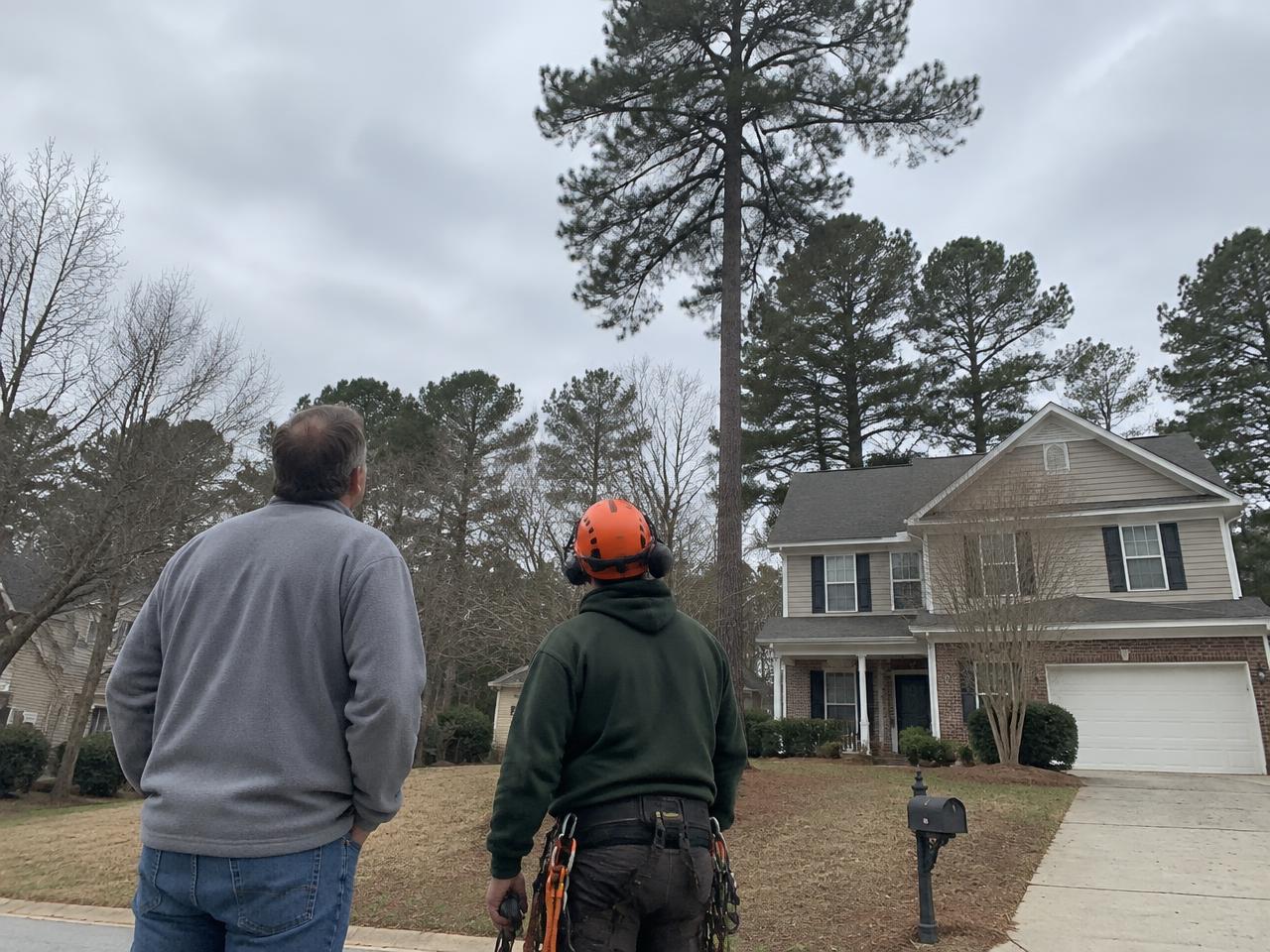 Homeowner and arborist looking up at a tall pine beside a house in Apex, NC