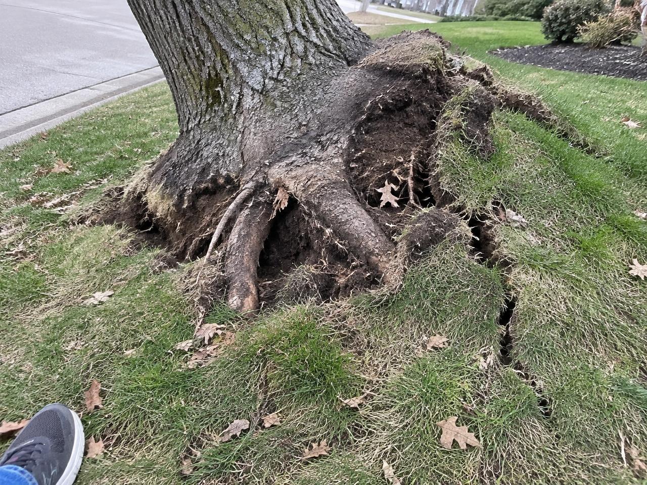 Lifted roots and heaved soil at the base of a leaning hardwood in a Cary, NC lawn