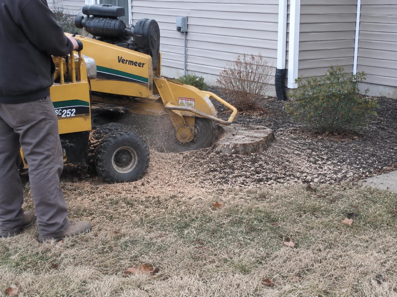 Stump grinder taking a pine stump below grade in an Apex, NC front yard