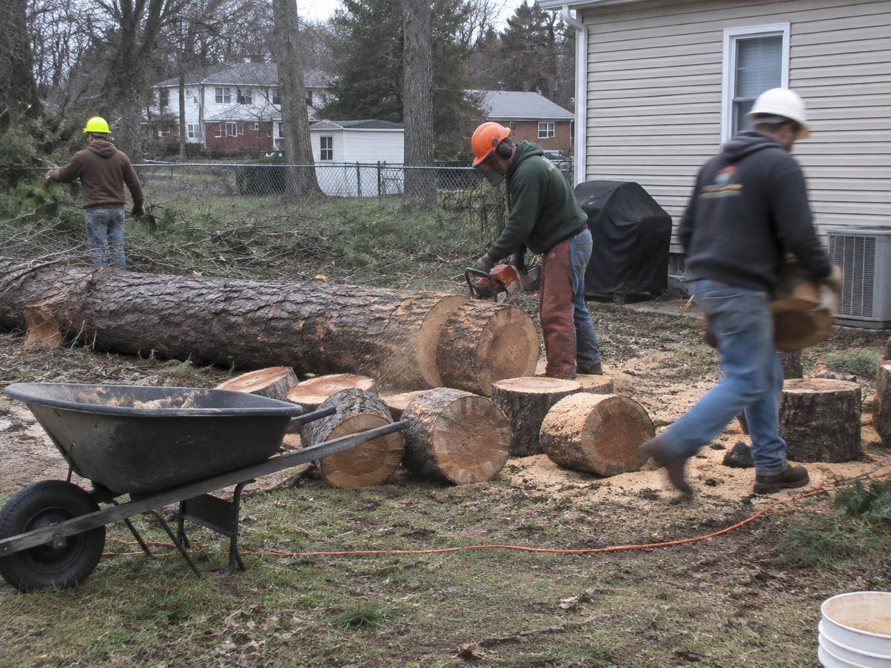 Crew removing a large loblolly pine in an Apex, NC backyard with the trunk cut into sections