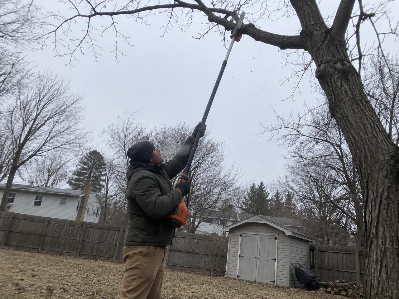 Arborist pruning a bare hardwood limb with a pole saw in late winter in North Carolina